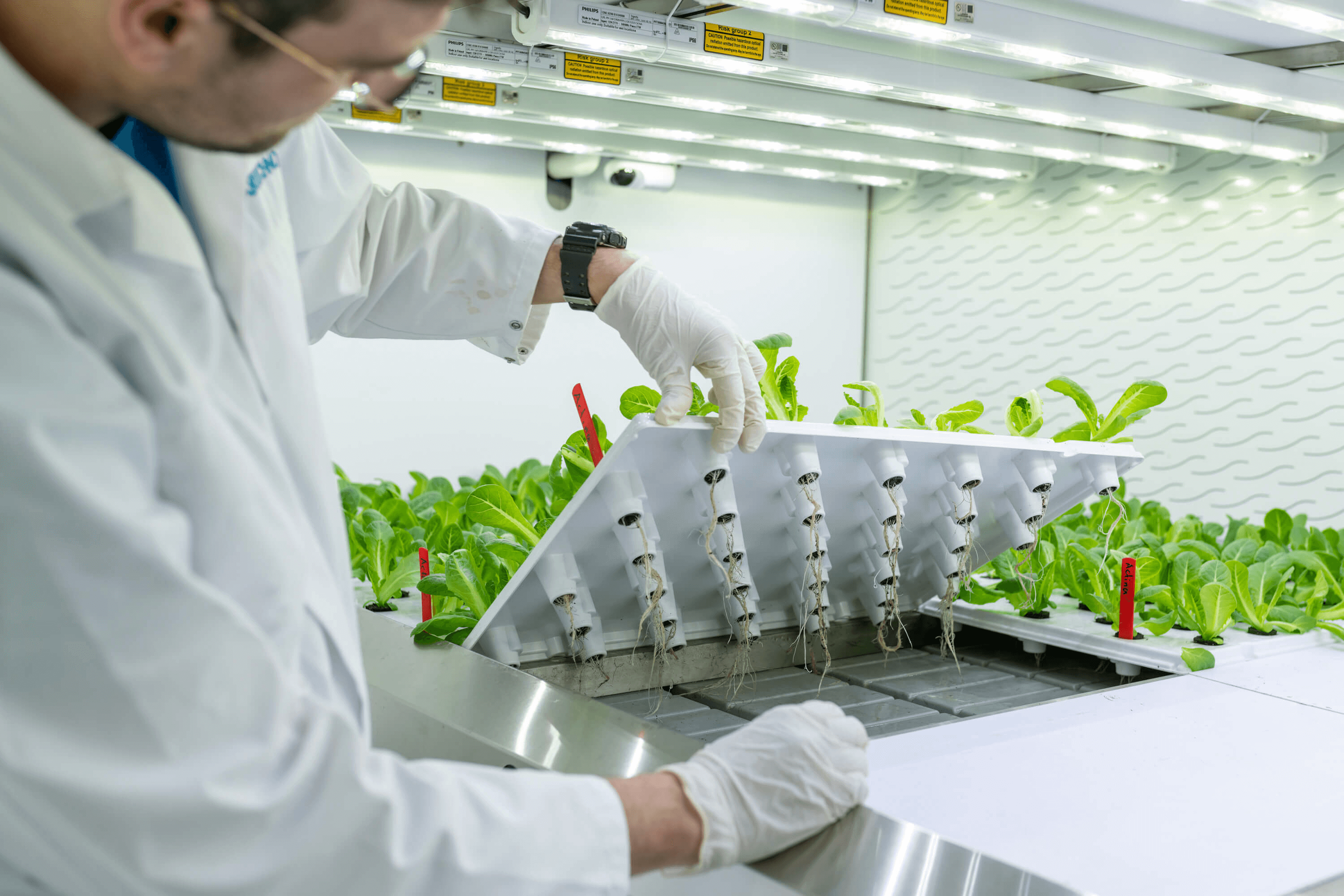 Healthy roots due to vertical farming