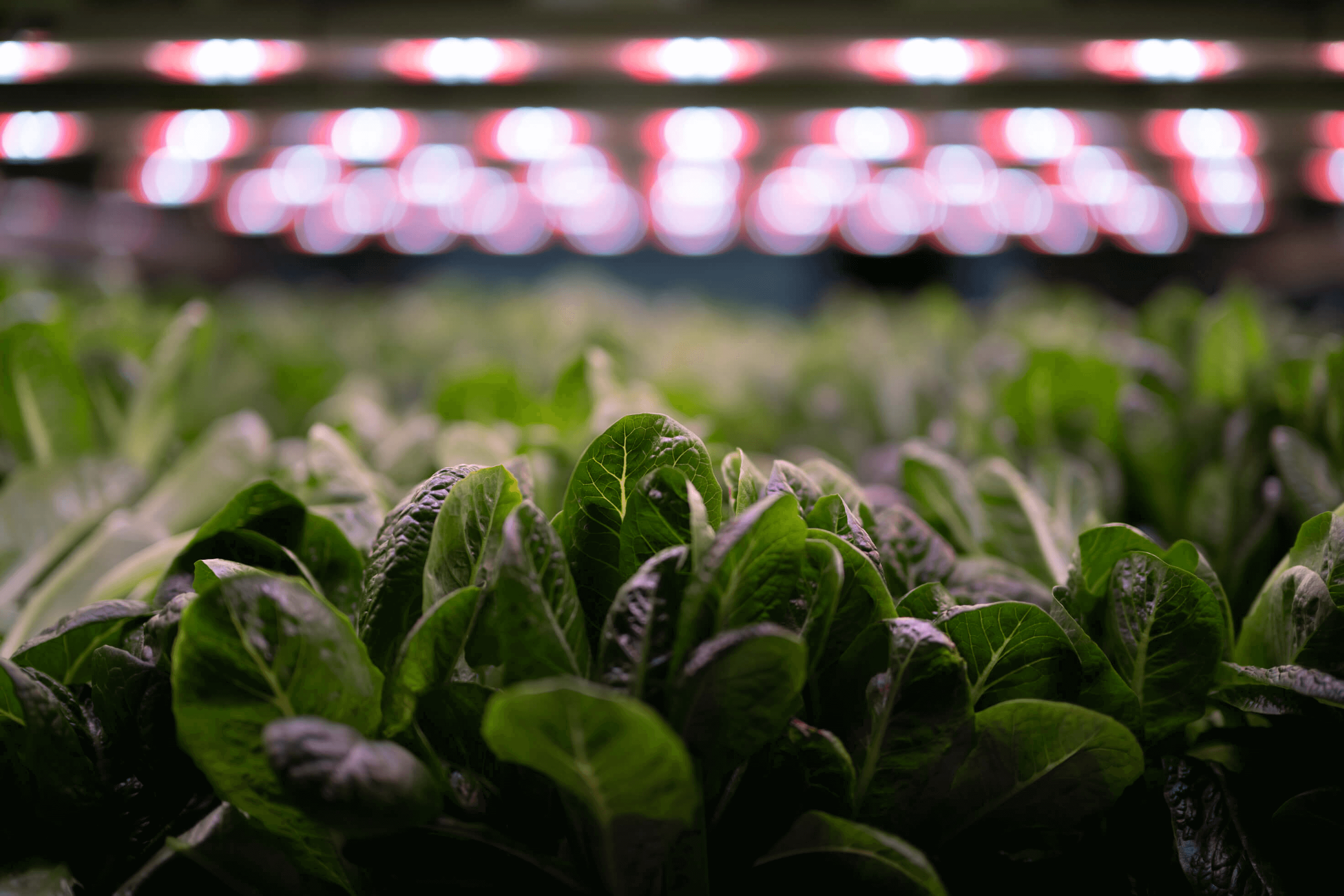 Everything You Need To Know About Vertical Farming