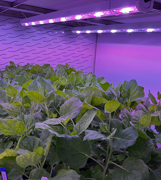 BioTech - Nicotina - cultivation - 526x588