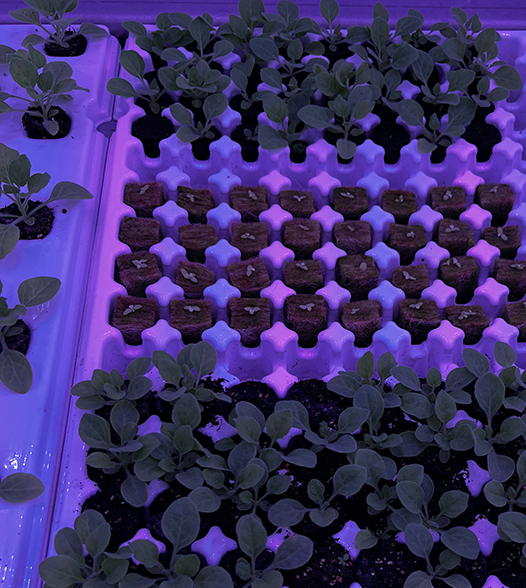 BioTech - Nicotina - propagation - 526x588