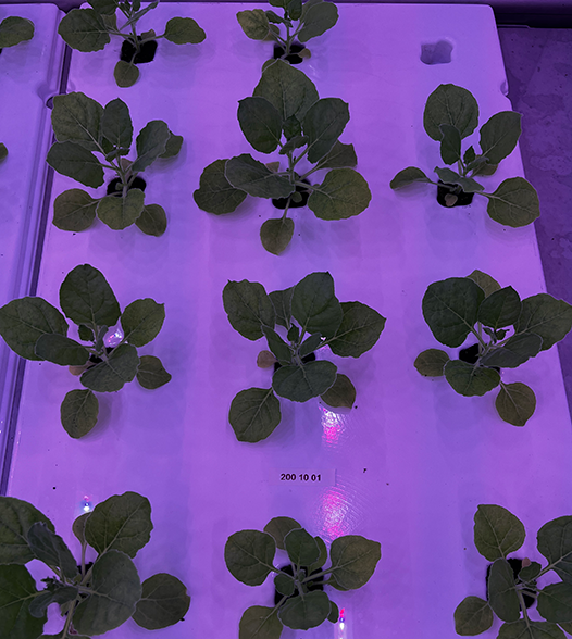 BioTech - Nicotina - propagation 2 - 526x588