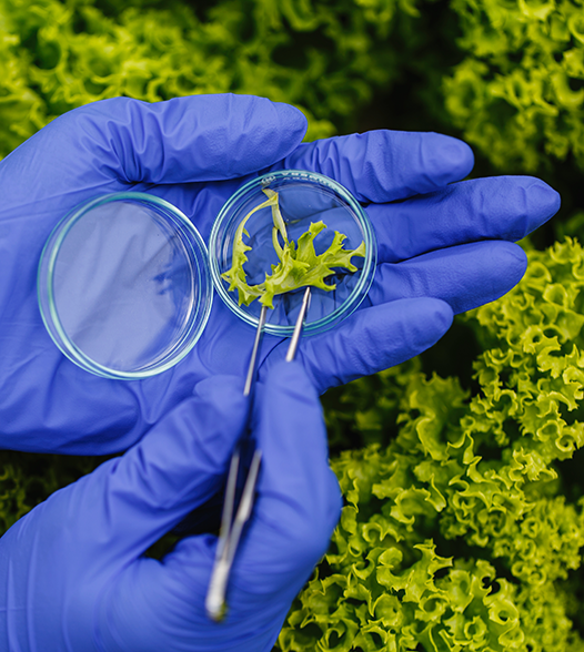 BioTech - researcher-takes-probe-green-plant-puts-it-petri-dish - 526x588