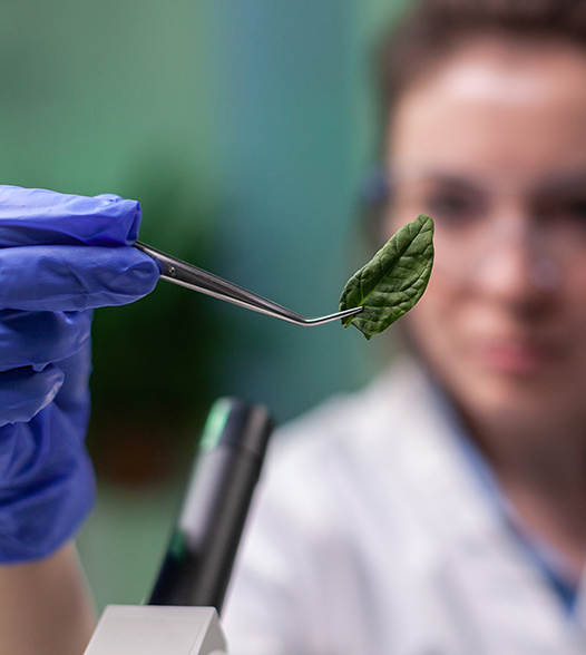 BioTech - scientist-researcher-examining-genetically-modified-green-leaf-microscope - 526x588