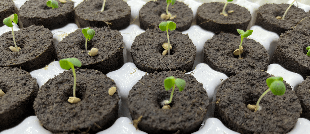 Plant clustering in vertical vegetable garden