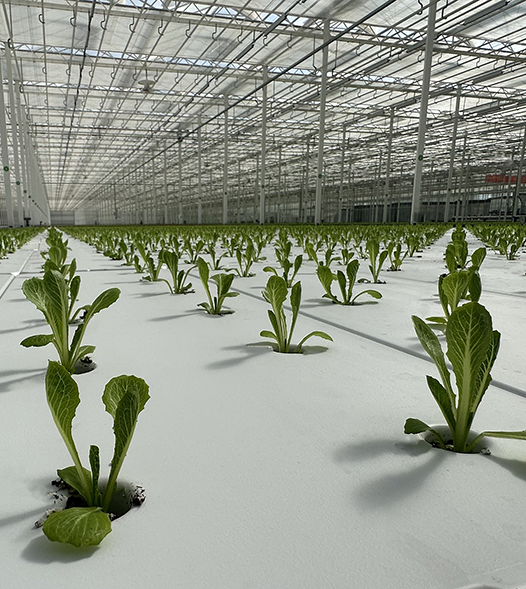 Lettuce in DFT Greenhouse