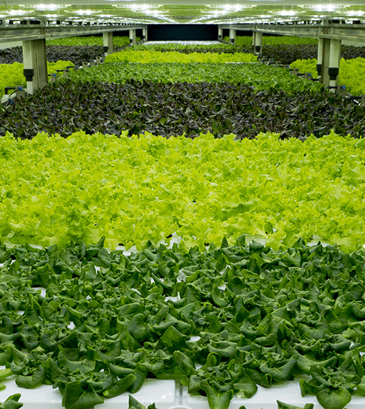 Lettuce propagated in AVF