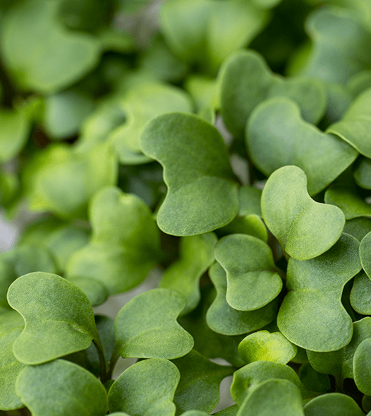 Microgreens kopiëren