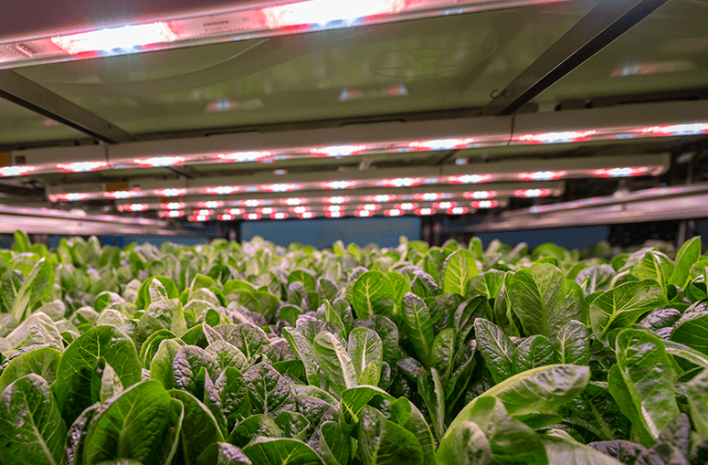Our products Vertical Farming