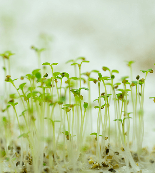 microgreens on een rij 2 kopiëren