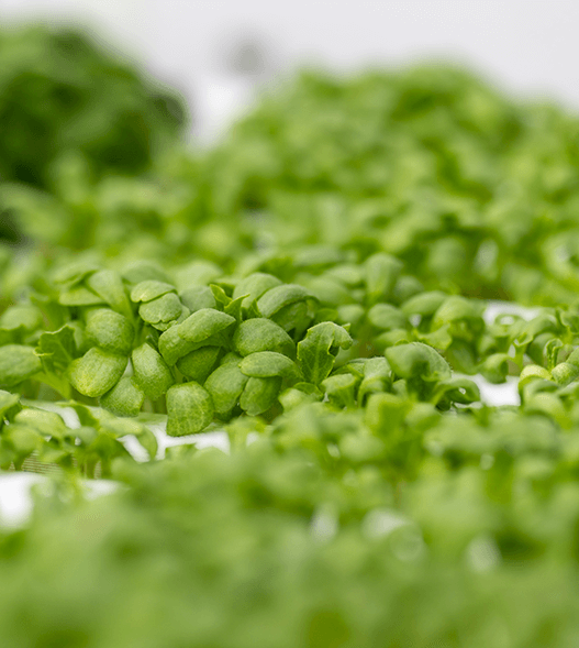 microgreens on een rij 3 kopiëren