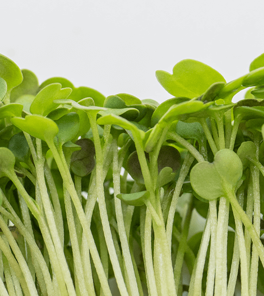 microgreens on een rij 4 kopiëren